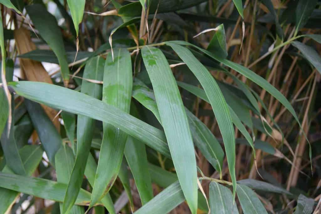 Pseudosasa japonica 150-175 cm